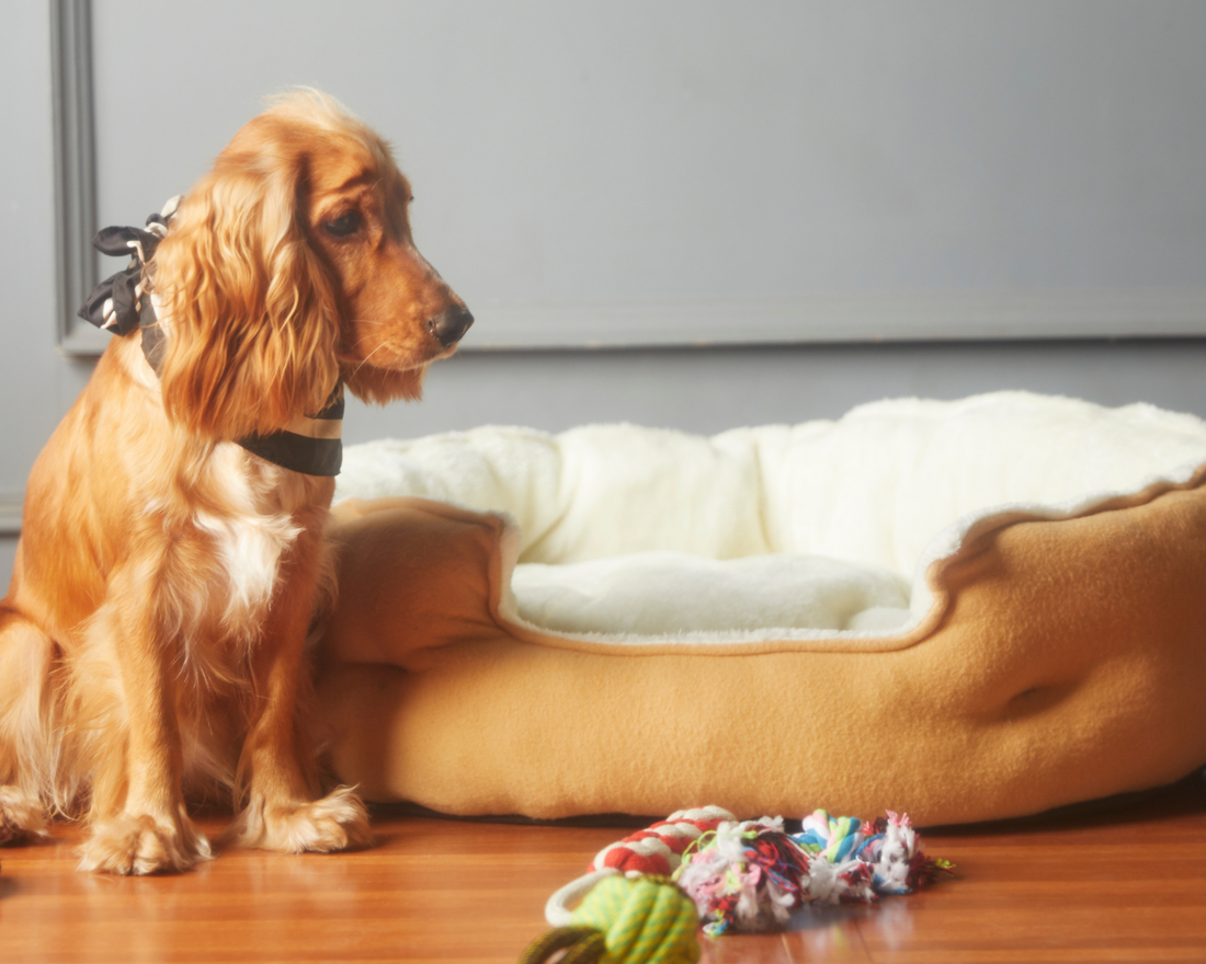 is laminate good for dogs or cats?