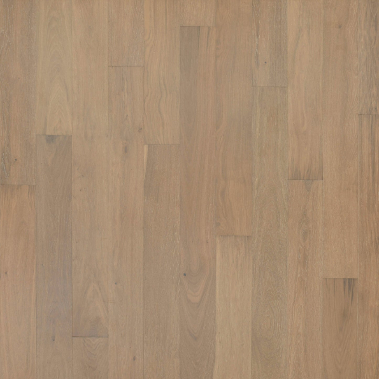 Entrevaux in Briar Wood Oak