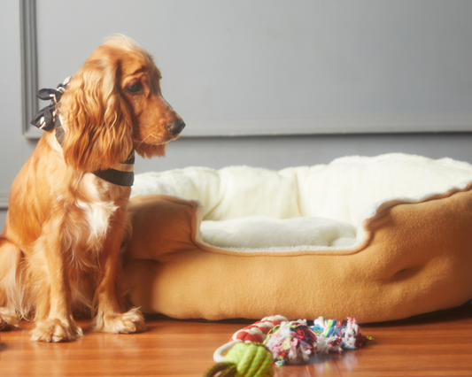 is laminate good for dogs or cats?
