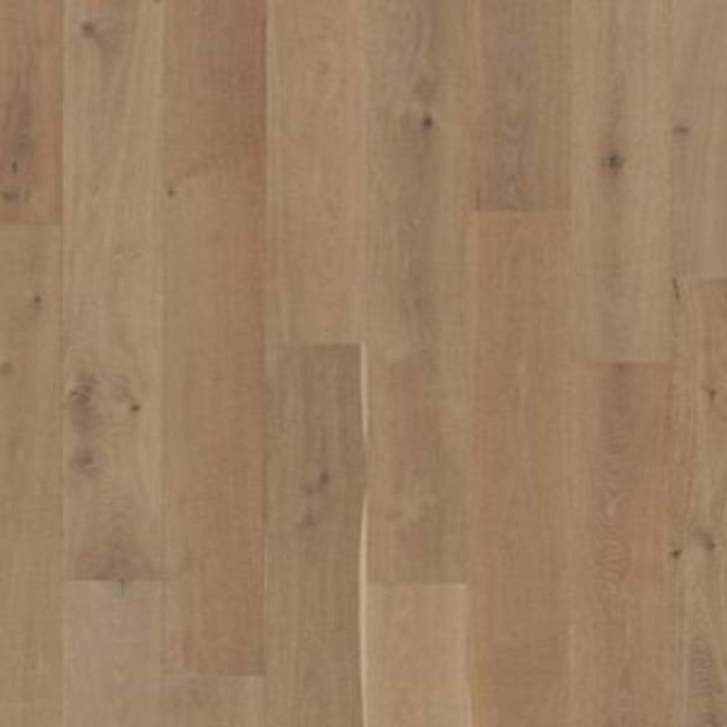 Brevanna in Cobble Path Oak