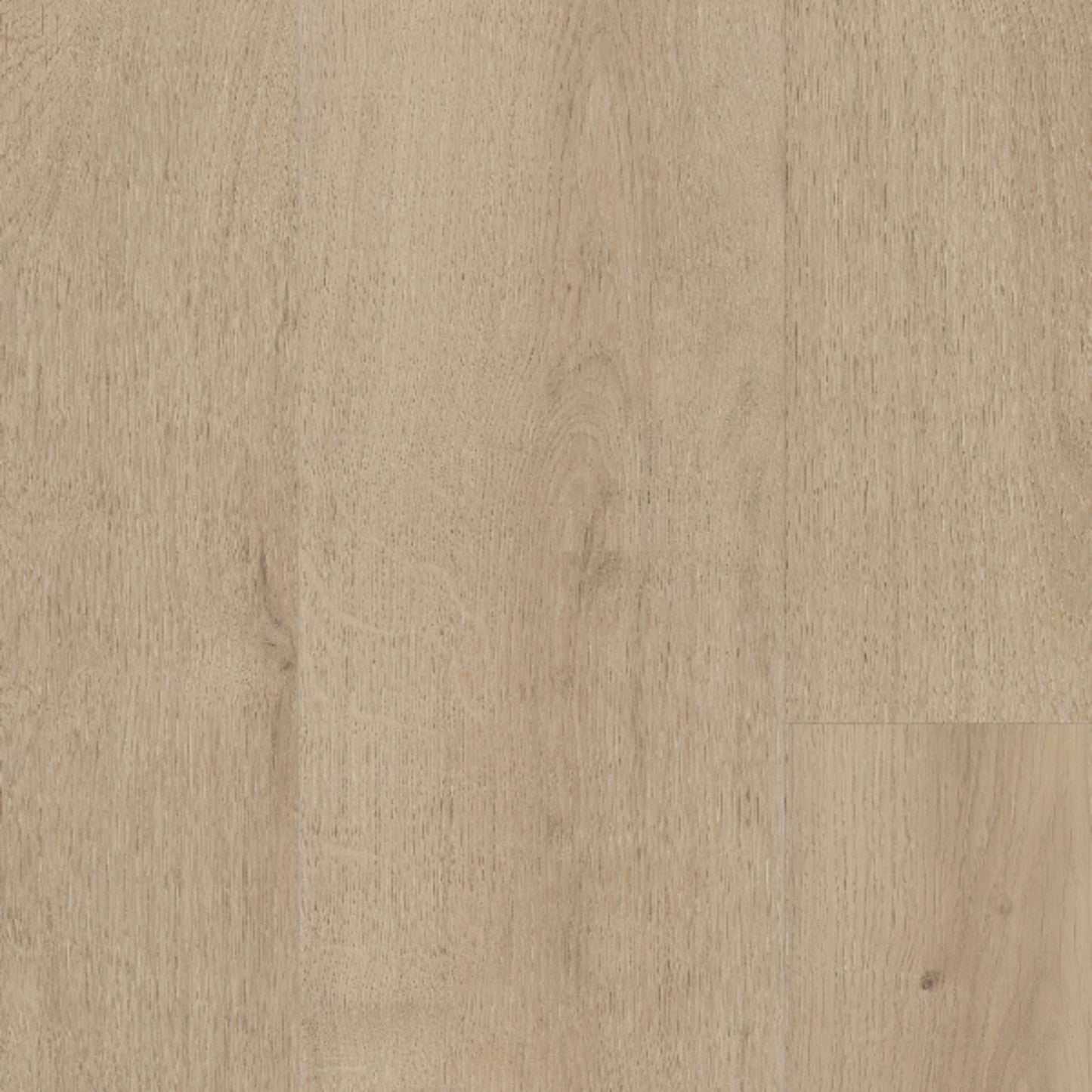 Sequoia in Mineral Peak